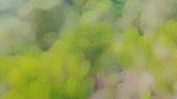 Nature’s Peace 🌿 Lost in the Wild ✨ Sounds of Nature 🌧️ Pure Serenity 🍃