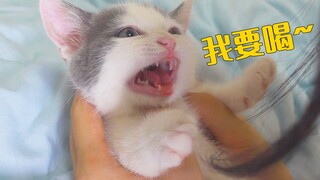 小奶猫2个月还不愿意断奶，只能找猫妈妈下手了！