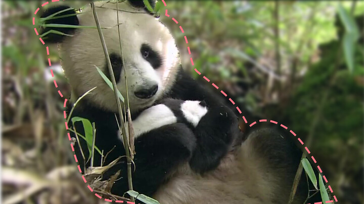 Gentle therapy: Film wild pandas raising their cubs