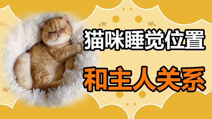 Pet Trivia: What Your Cat’s Sleeping Spot Says About Its Bond with You