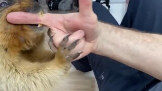 The male owner teased the groundhog, and the angry groundhog bit him directly!