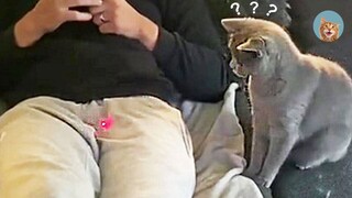 Unbelievable!!! Funny Dogs and Cats Videos Try Not To Laugh| MEOW
