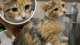 Animal|Kitten's First Bath
