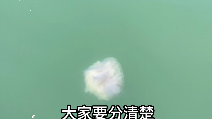 Watching the water boss at Hailing Island fish rafts