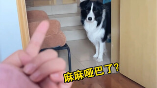 Ketika kamu hanya menggunakan gerakan tangan untuk mengendalikan border collie