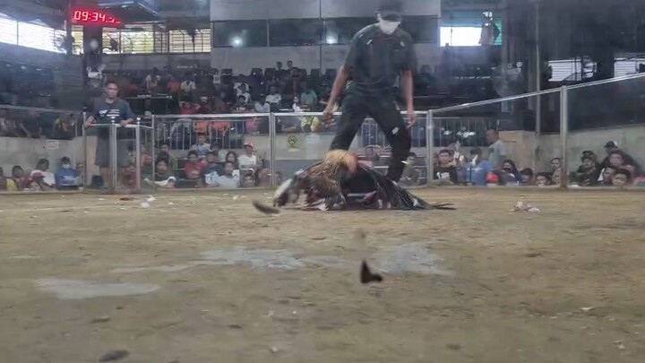 Talo ang mayahin patay din kalaban