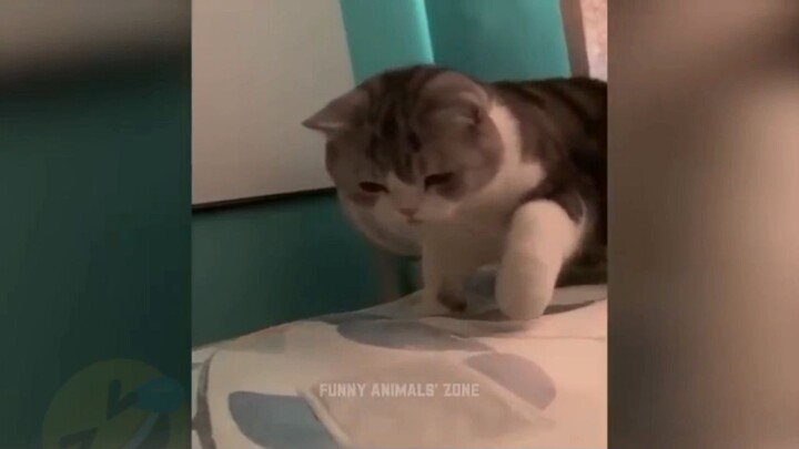 viral funny cats moment