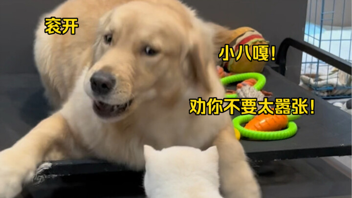 Gūn kāi! I’m a Golden Retriever! Not “baka”! I’m not your “ma”! Look closely!