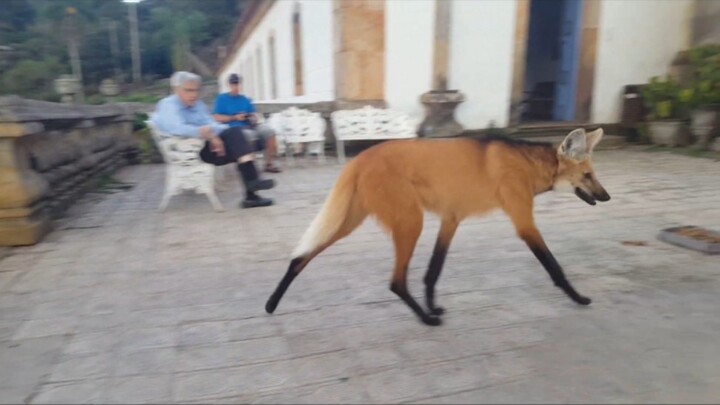South American mythical beast, the maned wolf—why are your legs so long?