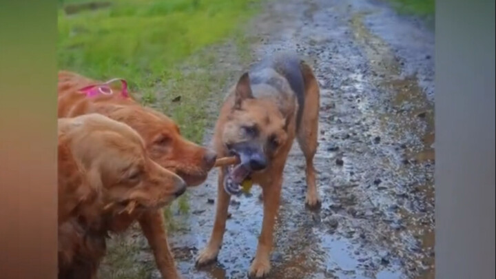 Golden Retriever: Can this old guy just focus already?