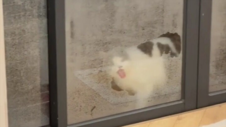 Kucing: "Air saat cuaca 'Hui Nantian' ini tidak akan pernah habis diminum, sungguh seperti Guojiao!"