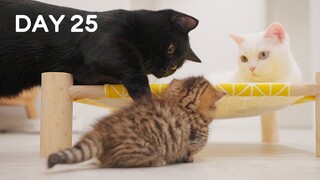 Baby Kittens Meet Sibling Ore and Reo - Day 25 @ Baby Kittens Day 1 to Day 100 Lucky Paws Vlogs