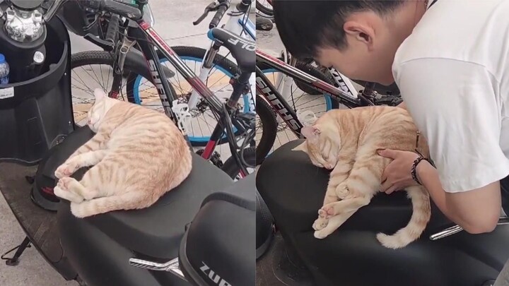 A boy saw a cat sleeping on the seat of his bicycle and called it "baby". Netizens were captivated b