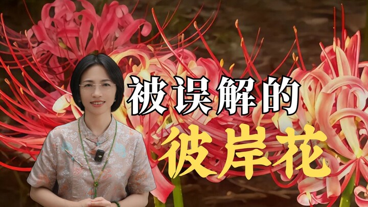 Tolong ingat, namanya adalah lycoris radiata, bukan bunga palinggih