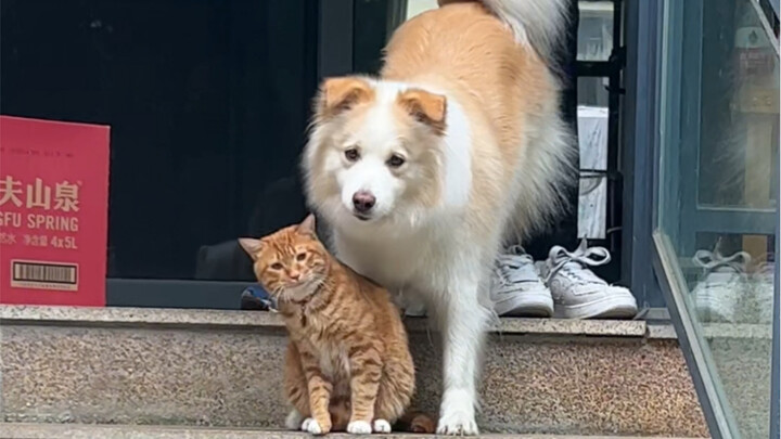 อย่าหวังว่าลูกชายหัวดื้อจะเชื่อฟังได้มากนัก ช่วงเวลาส่วนใหญ่ยังต้องพึ่งเบลาระบบระเบียบ #โกลเด้นรีทรี