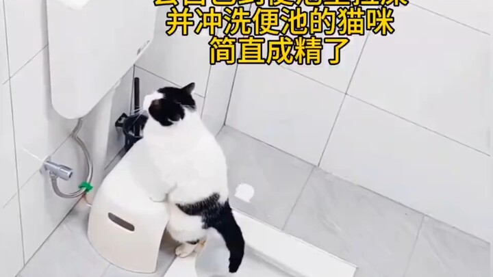 Have you ever seen a cat mom who teaches her kittens to use the litter box? She’s practically a geni