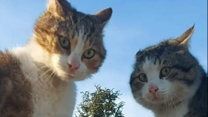 Kucing: Manusia, urusan kami jangan kau ikut campur!