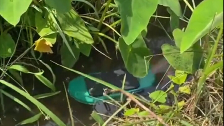 Lúc nãy thử một chút, chỉ còn lại đôi dép lê...