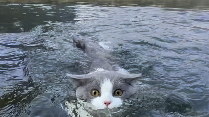If cats can swim, why are they still afraid of water?