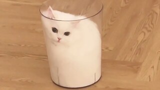 A cup of cat, a strip of cat, a bed of cat, a can of cat, a bag of cat...