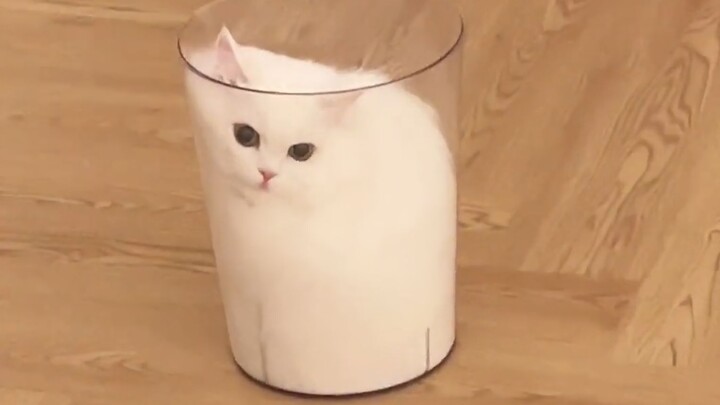 一杯猫 一条猫 一滩猫 一罐猫 一袋猫.。。。
