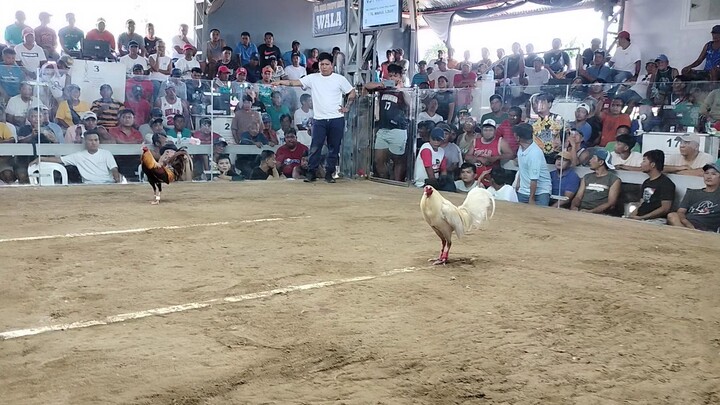 wins elim first fight sa finals 6cocks sta maria ilocos sur.. unscratched