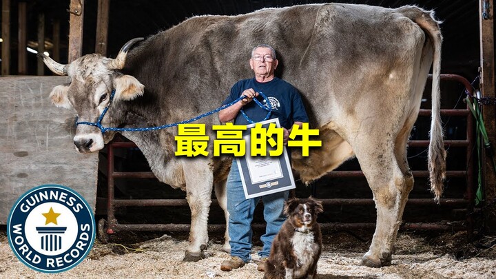 วัวที่สูงที่สุดในโลก สูง 1.87 เมตร น้ำหนัก 1,360 กิโลกรัม สร้างสถิติโลก