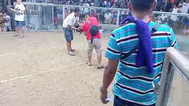 calpara x Boston.. an scratch 3x winir..