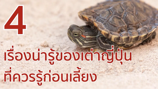 4 เรื่องน่ารู้ของเต่าญี่ปุ่น ที่ควรรู้ก่อนเลี้ยง