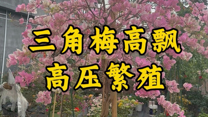 Bougainvillea can be propagated by air layering, with a super detailed guide.
