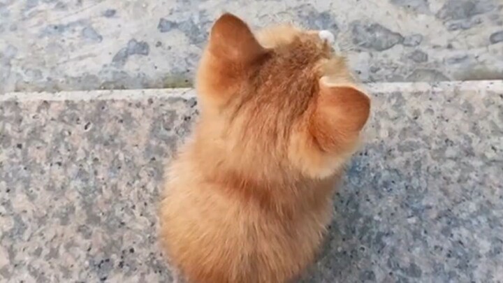 แมวในมุมมองนี้ก็มีเสน่ห์เฉพาะตัวไปอีกแบบ
