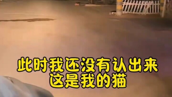 At 1 a.m., a woman finishes work and notices a cat racing alongside her—only to realize it’s her own