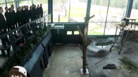 แพนด้ายักษ์: ร้องเพราะมาก แต่คราวหน้าอย่าร้องอีกนะ!