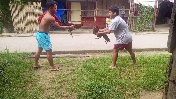 Buyugon vs Buyugon na binabae sino mas magaling sa kanina?