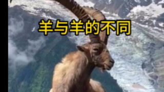 From fat-tailed sheep to dairy goats, the differences between sheep and goats are quite significant.