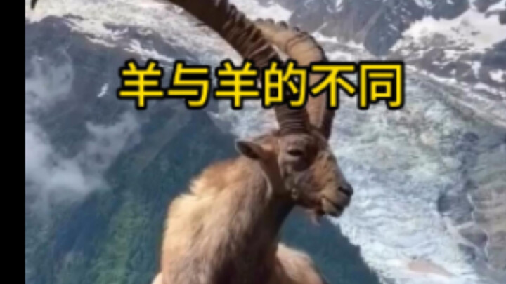 จากแกะหางใหญ่ไปจนถึงแพะนม ความแตกต่างระหว่างแกะกับแพะนั้นค่อนข้างมากเลยทีเดียว