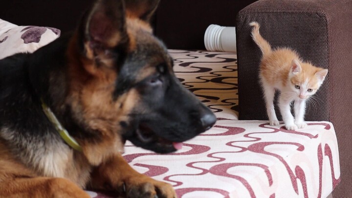 Siapa bilang kucing dan anjing musuh bebuyutan? Anjing gembala Jerman berotot pun jadi lembut saat b