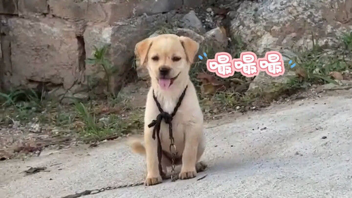 "No puppy can resist the temptation of sucking"