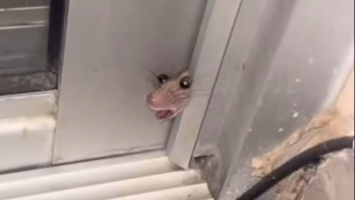 ？？Cái này ？？