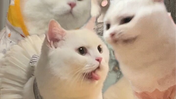 Chân ngắn nào cũng vươn vai kiểu này!