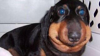 MEMES ที่ทำให้ฉันสงสัยว่า DA DOG ทำอะไร