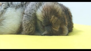 ZZZ