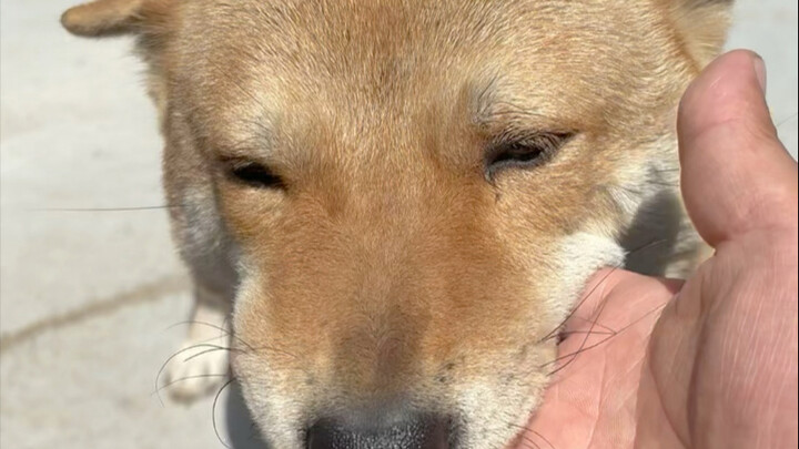 Haha, Ah Huang’s been fooled again! Today I sneaked up to the door on purpose, and it barked at me o