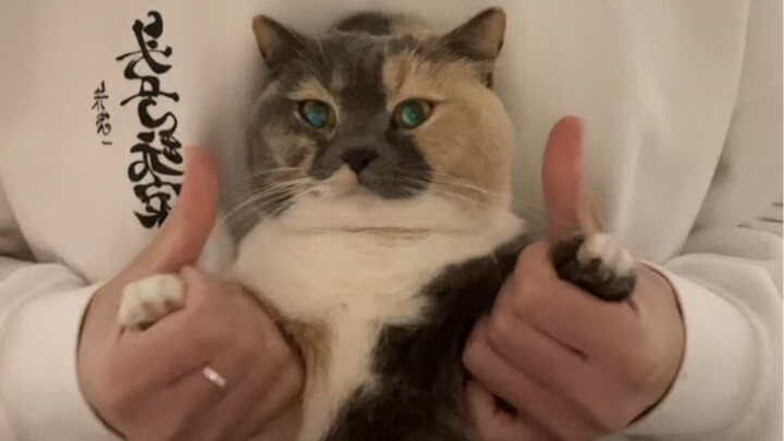 Tiga Puluh Enam Cara Kucing Pedas