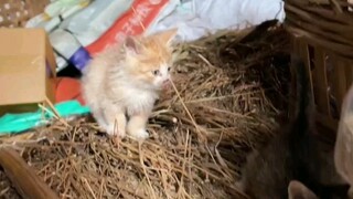 Tôi cũng bị thu hút bởi những chú mèo nhỏ này. Tôi rất yêu chúng.