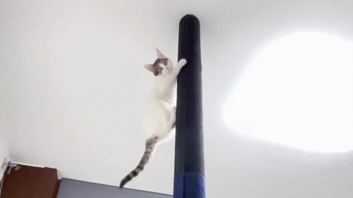 If it makes the kitten happy, it’s not a waste of time.