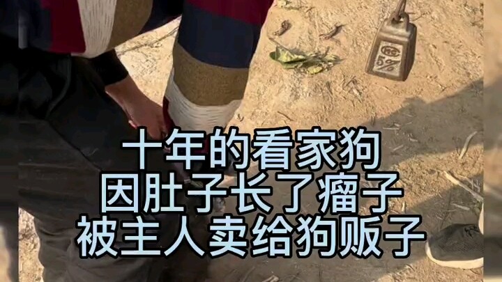 Mengawasi rumah dan halaman sepanjang hidup, tapi tak bisa meninggal dengan tenang—begitulah nasib b