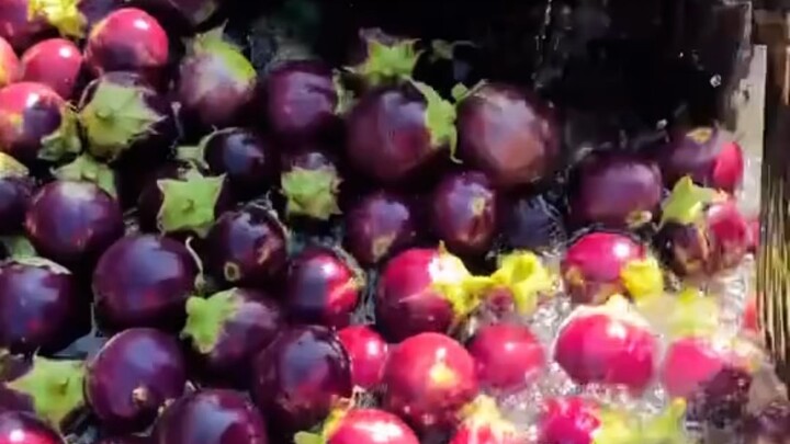 Agro life in Malaysia  #reelsvideoシ #agriculture #everyone #followers #farming #malaysian
