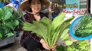 Thu Hoạch Rau Trước Sân Vườn Nhà, Làm Món Ngon- ALO TRÀ VINH