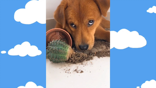 CUTE PET #น่ารัก&ตลก #อย่าดุฉัน